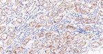 CYP27A1 Antibody in Immunohistochemistry (Paraffin) (IHC (P))