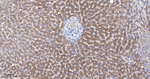 CYP27A1 Antibody in Immunohistochemistry (Paraffin) (IHC (P))