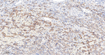 CYP27A1 Antibody in Immunohistochemistry (Paraffin) (IHC (P))