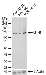 LPIN1 Recombinant Rabbit Monoclonal Antibody (8B7)