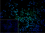 SENP1 Recombinant Rabbit Monoclonal Antibody (6G6)