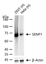 SENP1 Antibody in Western Blot (WB)