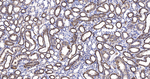 PIST Antibody in Immunohistochemistry (Paraffin) (IHC (P))