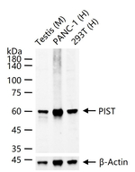 PIST Antibody in Western Blot (WB)