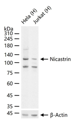 Nicastrin Recombinant Rabbit Monoclonal Antibody (3B11)