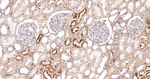 Tetranectin Antibody in Immunohistochemistry (Paraffin) (IHC (P))
