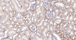 Tetranectin Antibody in Immunohistochemistry (Paraffin) (IHC (P))