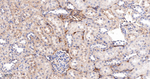Tetranectin Antibody in Immunohistochemistry (Paraffin) (IHC (P))