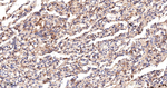 Tetranectin Antibody in Immunohistochemistry (Paraffin) (IHC (P))