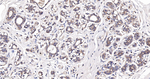 NDUFA13 Antibody in Immunohistochemistry (Paraffin) (IHC (P))