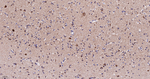 NDUFA13 Antibody in Immunohistochemistry (Paraffin) (IHC (P))