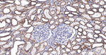 NDUFA13 Antibody in Immunohistochemistry (Paraffin) (IHC (P))