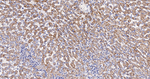 NDUFA13 Antibody in Immunohistochemistry (Paraffin) (IHC (P))
