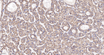 NDUFA13 Recombinant Rabbit Monoclonal Antibody (3D11)