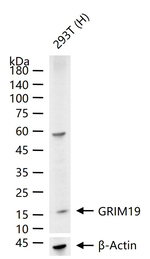 NDUFA13 Antibody in Western Blot (WB)