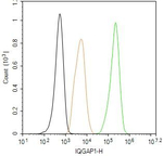 IQGAP1 Antibody in Flow Cytometry (Flow)