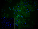 IQGAP1 Recombinant Rabbit Monoclonal Antibody (6H11)