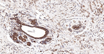 IQGAP1 Antibody in Immunohistochemistry (Paraffin) (IHC (P))