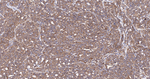 IQGAP1 Antibody in Immunohistochemistry (Paraffin) (IHC (P))