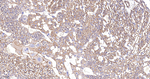 IQGAP1 Antibody in Immunohistochemistry (Paraffin) (IHC (P))