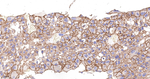 IQGAP1 Antibody in Immunohistochemistry (Paraffin) (IHC (P))