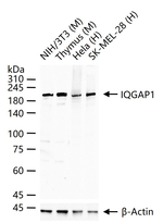 IQGAP1 Antibody in Western Blot (WB)