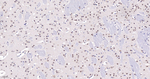 SMN1 Antibody in Immunohistochemistry (Paraffin) (IHC (P))