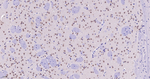 SMN1 Antibody in Immunohistochemistry (Paraffin) (IHC (P))