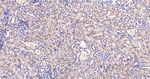 SMN1 Antibody in Immunohistochemistry (Paraffin) (IHC (P))