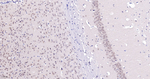 TNPO3 Recombinant Rabbit Monoclonal Antibody (12F8)
