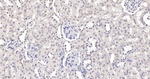 TNPO3 Antibody in Immunohistochemistry (Paraffin) (IHC (P))