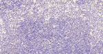 TNPO3 Antibody in Immunohistochemistry (Paraffin) (IHC (P))