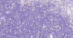 TNPO3 Antibody in Immunohistochemistry (Paraffin) (IHC (P))