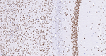 NONO Antibody in Immunohistochemistry (Paraffin) (IHC (P))