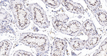 NONO Antibody in Immunohistochemistry (Paraffin) (IHC (P))