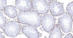 NONO Antibody in Immunohistochemistry (Paraffin) (IHC (P))