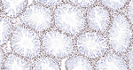 NONO Antibody in Immunohistochemistry (Paraffin) (IHC (P))