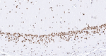 NONO Antibody in Immunohistochemistry (Paraffin) (IHC (P))