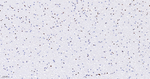 NONO Antibody in Immunohistochemistry (Paraffin) (IHC (P))