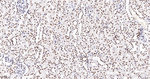 NONO Antibody in Immunohistochemistry (Paraffin) (IHC (P))