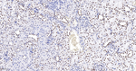 NONO Antibody in Immunohistochemistry (Paraffin) (IHC (P))