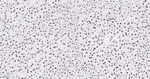 NONO Antibody in Immunohistochemistry (Paraffin) (IHC (P))