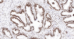 NONO Antibody in Immunohistochemistry (Paraffin) (IHC (P))