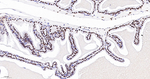 NONO Recombinant Rabbit Monoclonal Antibody (6D5)