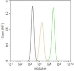 Mgea5 Antibody in Flow Cytometry (Flow)