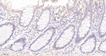 Mgea5 Antibody in Immunohistochemistry (Paraffin) (IHC (P))