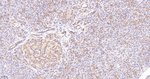 Mgea5 Recombinant Rabbit Monoclonal Antibody (11E7)
