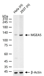 Mgea5 Antibody in Western Blot (WB)