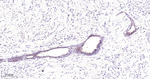 COMT Antibody in Immunohistochemistry (Paraffin) (IHC (P))