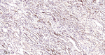 COMT Antibody in Immunohistochemistry (Paraffin) (IHC (P))
